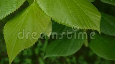 绿色，鲜叶青柠树林登在夏天。 拍摄静态相机。 1080全高清视频镜头。